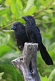 Groove-billed Ani